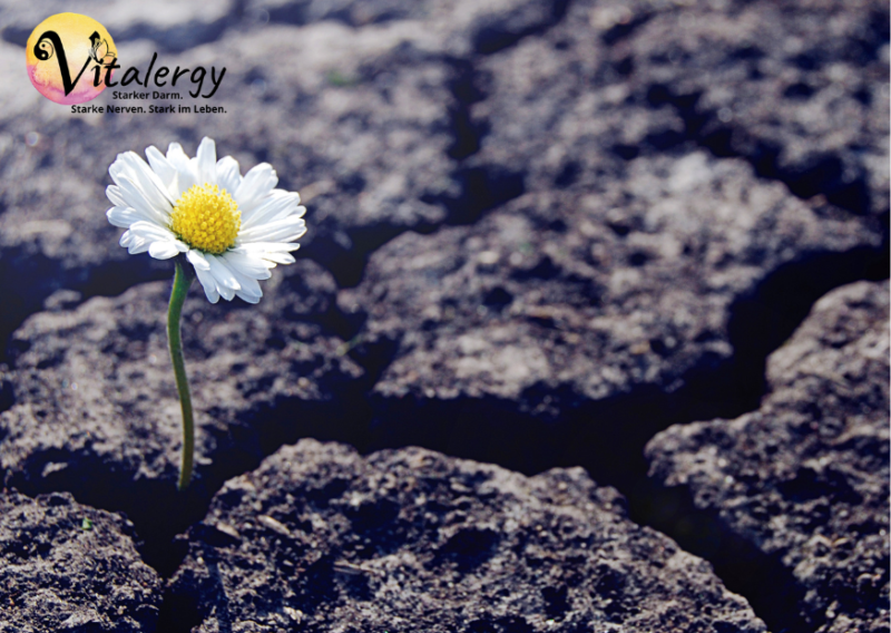 TCM für Fortgeschrittene und TCM Psychosomatik